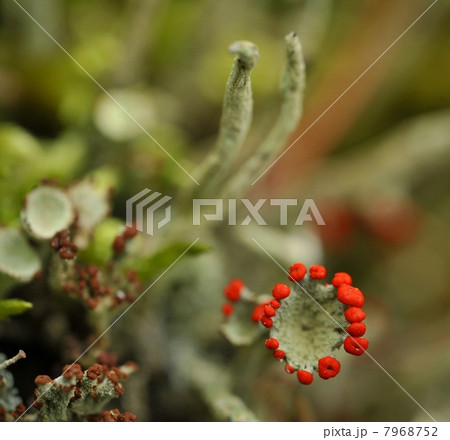 Reindeer lichen 7968752