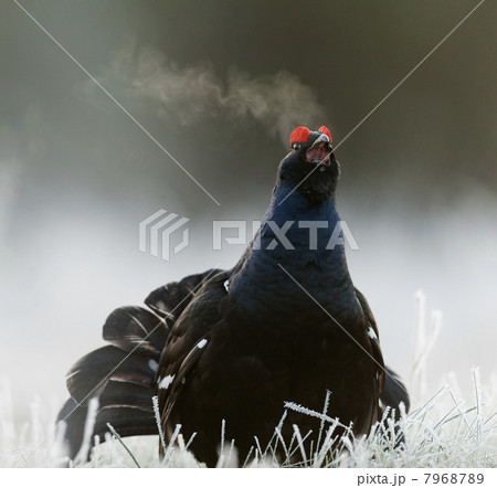 Lekking Black Grouse 7968789