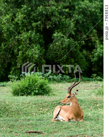 The impala has a rest. 7968813