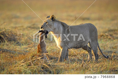 Lioness with prey. 7968868