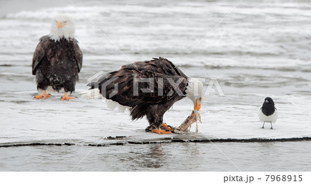 Feeding of Bald eagles (Haliaeetus leucocephalus) Feeding of Bald eagles (Haliaeetus leucocephalus) 7968915