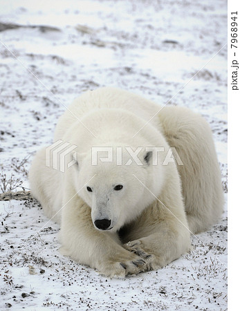 Portrait of a polar bear 7968941