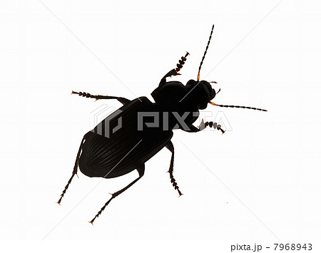 Silhouette Common black ground beetle 7968943