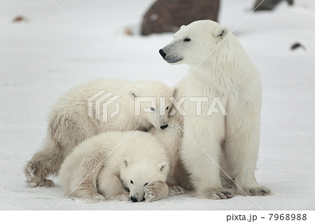 Polar she-bear with cubs. 7968988