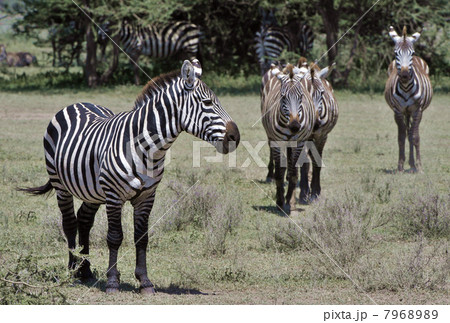 Wild zebras in Africa. 7968989