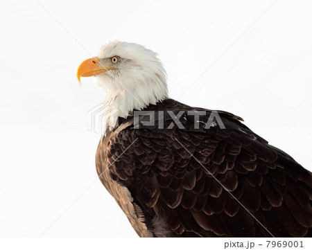 Close up Portrait of a Bald Eagle Close up Portrait of a Bald Eagle 7969001