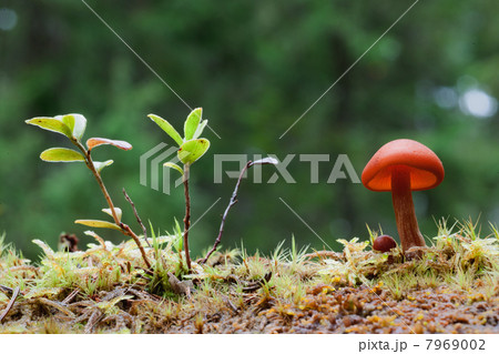 Common Rustgill. 7969002