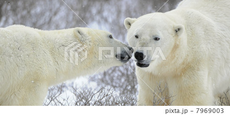 Two polar bears. 7969003