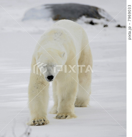 The polar bear going blindly The polar bear going blindly 7969033