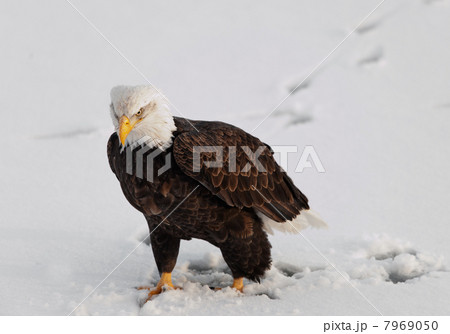 Bald Eagle on the snow. 7969050