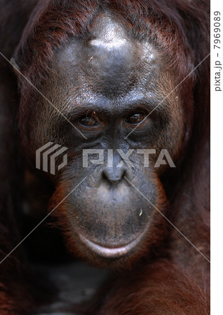 Orangutan Ben. 7969089