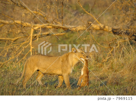 Lioness with prey. 7969115