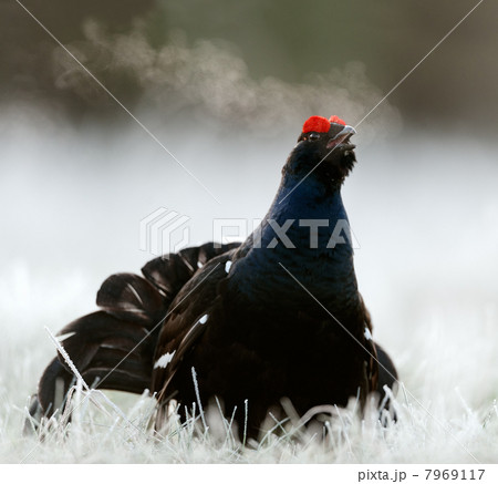 Lekking Black Grouse 7969117