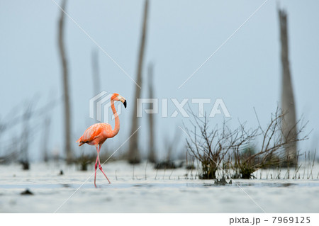 The pink Caribbean flamingo goes on water. The pink Caribbean flamingo goes on water. 7969125
