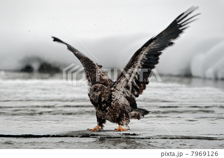 Eagle ( Haliaeetus leucocephalus) landed Eagle ( Haliaeetus leucocephalus) landed 7969126