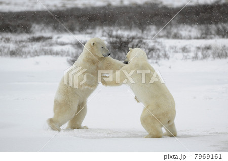 Fighting polar bears. Fighting polar bears. 7969161