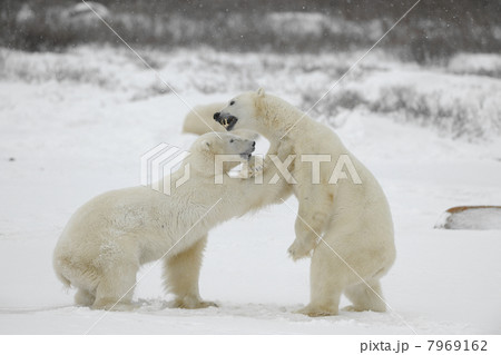 Fighting polar bears. Fighting polar bears. 7969162