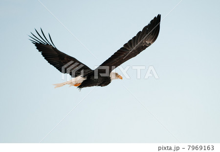 Flying Bald eagle. Flying Bald eagle. 7969163