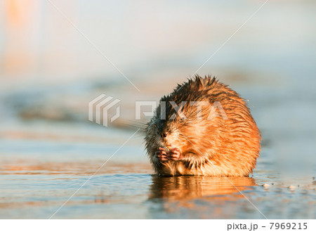 Eating Muskrat 7969215