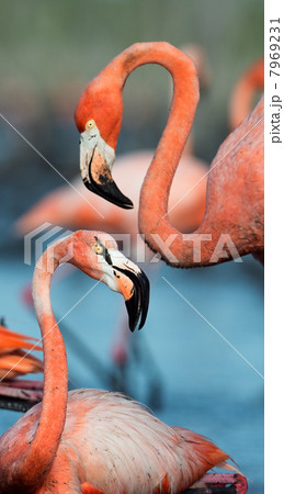 Flamingo (Phoenicopterus ruber) Flamingo (Phoenicopterus ruber) 7969231