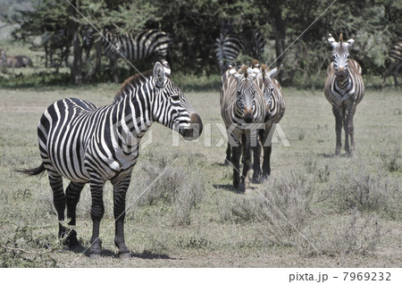 Wild zebras in Africa. 7969232