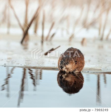 Muskrat on an ice edge. 7969249