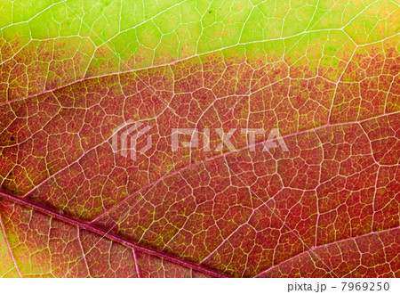 Macro Leaf 7969250