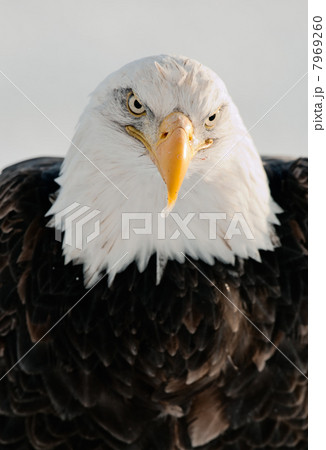 Close up Portrait of a Bald Eagle 7969260