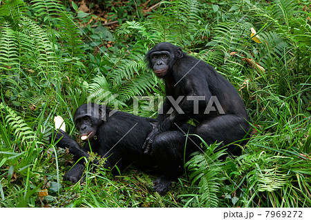 Bonobo love. 7969272
