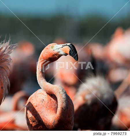 The American Flamingo (Phoenicopterus ruber) 7969273
