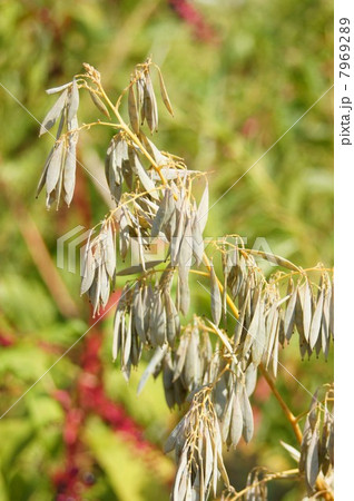 いっぱい実を付けたタケニグサ・和歌山の山中にて いっぱい実を付けたタケニグサ・和歌山の山中にて 7969289