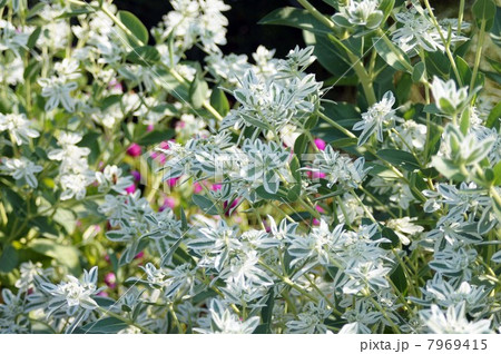 ハツユキソウ・白い花と涼しげな白い斑入りの葉っぱ ハツユキソウ・白い花と涼しげな白い斑入りの葉っぱ 7969415