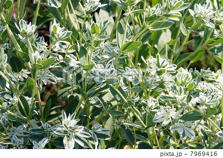 ハツユキソウ・白い花と涼しげな白い斑入りの葉っぱ 7969416