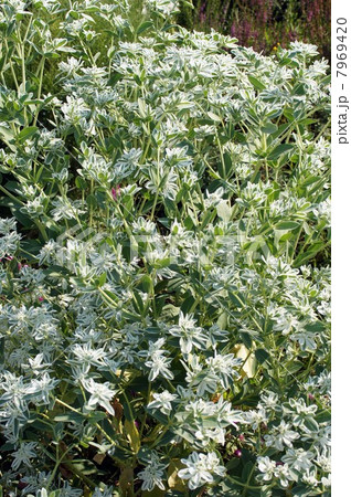 ハツユキソウ・白い花と涼しげな白い斑入りの葉っぱ ハツユキソウ・白い花と涼しげな白い斑入りの葉っぱ 7969420