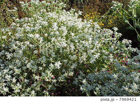 ハツユキソウ 白い花と涼しげな白い斑入りの葉っぱの写真素材