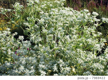 ハツユキソウ・白い花と涼しげな白い斑入りの葉っぱ ハツユキソウ・白い花と涼しげな白い斑入りの葉っぱ 7969422