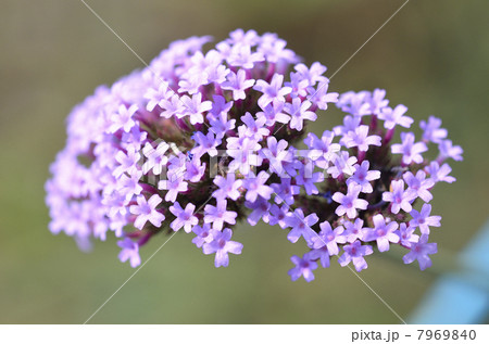 ヤナギハナガサ（柳花笠） 7969840