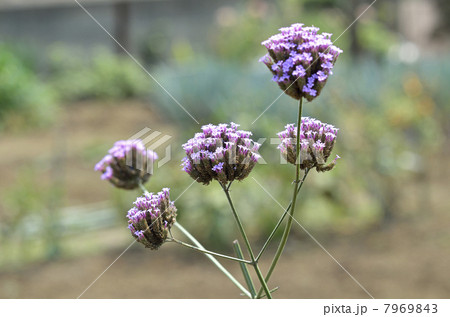 ヤナギハナガサ（柳花笠） 7969843