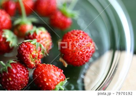 ワイルドストロベリー ワイルドストロベリー 7970192