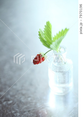 ワイルドストロベリー ワイルドストロベリー 7970196