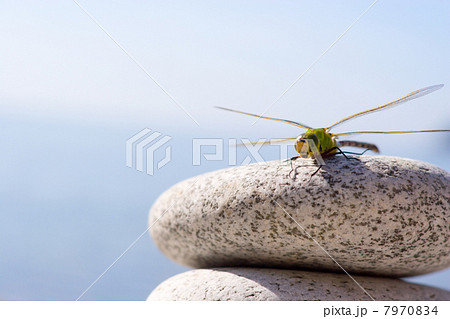 Dragonfly & stones Dragonfly & stones 7970834