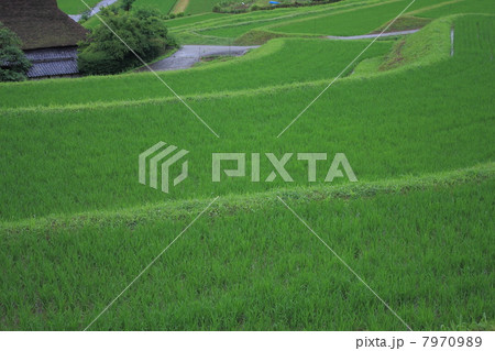 茅葺き屋根のある棚田 茅葺き屋根のある棚田 7970989