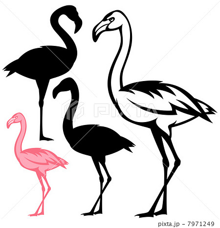 Flamingo Bird Vector Outline And Silhouetteのイラスト素材