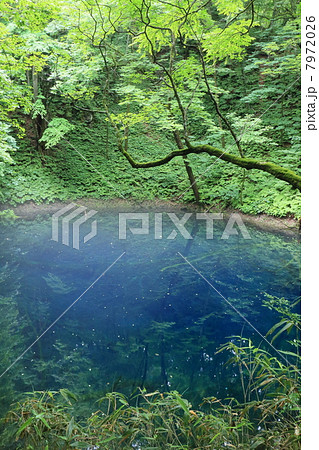 白神山地 青池 白神山地 青池 7972026