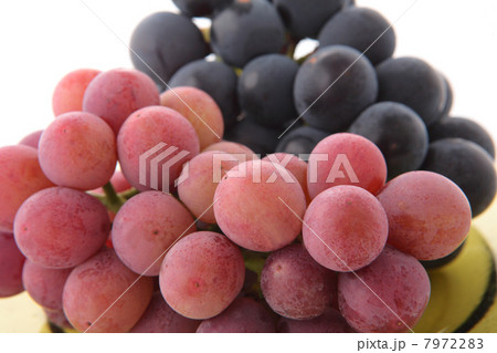 葡萄安芸クイーンと藤稔 葡萄安芸クイーンと藤稔 7972283