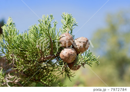 Cypress branch with cones Cypress branch with cones 7972784