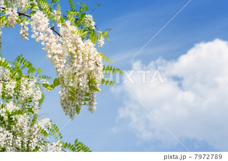 Blooming acacia Blooming acacia 7972789
