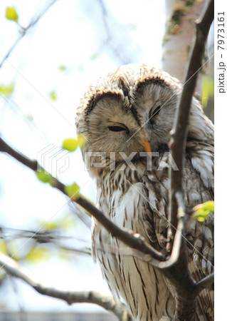 ふくろう 7973161