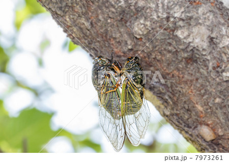 クマゼミの交尾 7973261