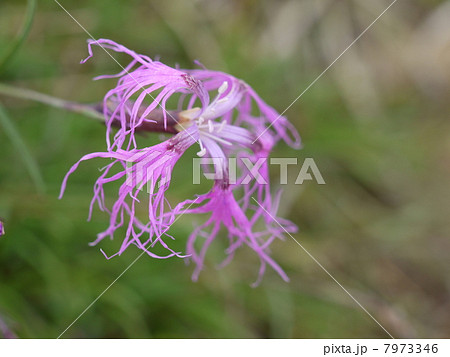 タカネナデシコ タカネナデシコ 7973346